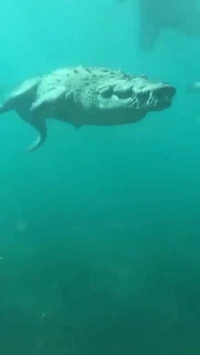🔥 Massive Saltwater Croccodile casually swimming by a Scuba diver.