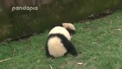 Panda rolls for the first time and tries to show it off to his friend