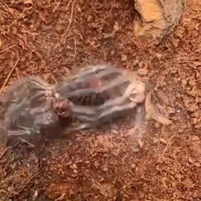 🔥 Tarantula shedding skin