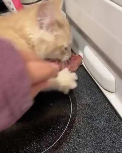 Cat gets ham. Cat angy.