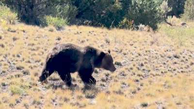 Grizzly looking both ways before crossing the highway in Yellowstone! It was amazing!