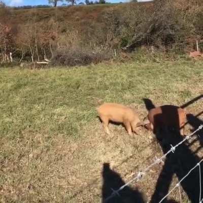I don't know what game these pigs are playing, but I want to play too