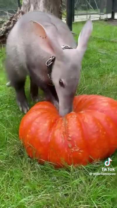 Big aardvark grabbies!