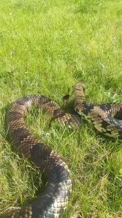 Tanuki the false water cobra getting confused by this bumblebee that was trying to ride her into battle.