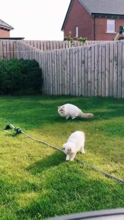 Purrfectly catculated attack