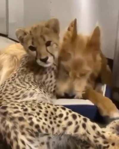 A young cheetah and their canine companion