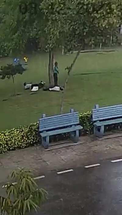 WCGW take shelter under a tree in a storm
