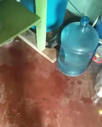 The way this pigeon is trying to build a nest for the mama cat