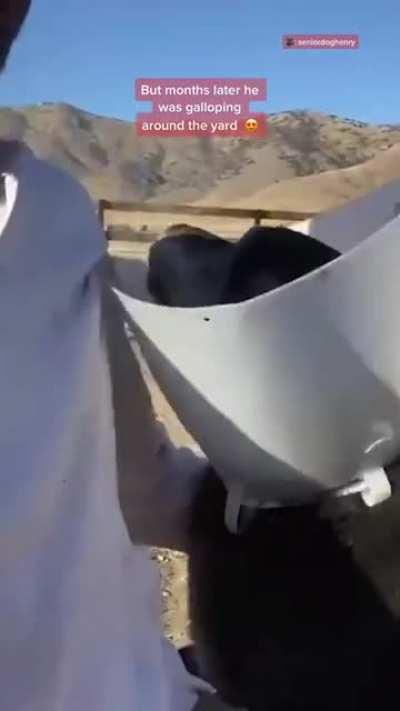 Henry, the dog, retires