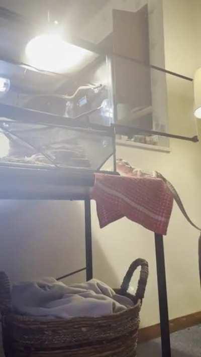 Anyone else have a “free roam” dragon? He’ll take a lap around the living room then go right back to basking