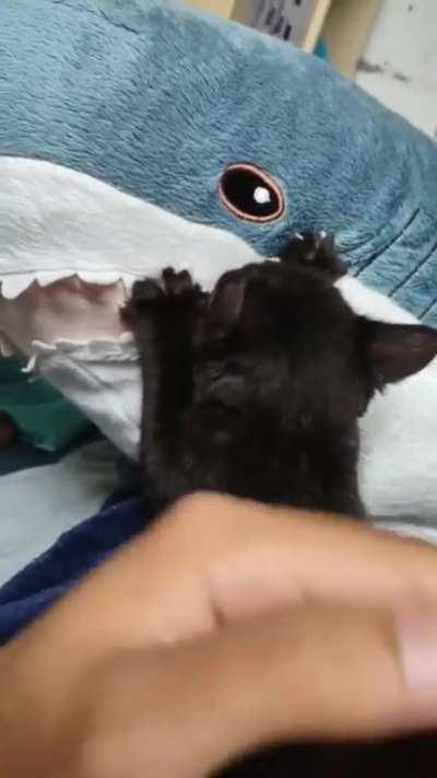 Blahaj is a foster mom