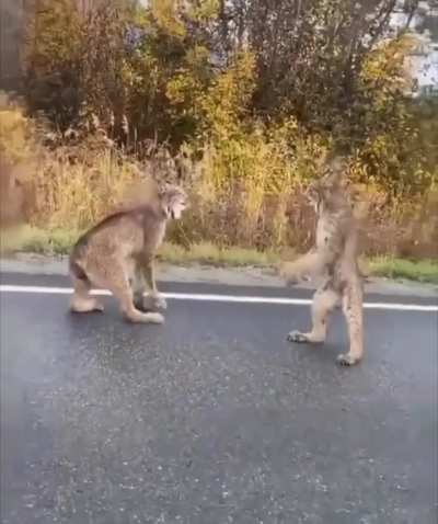 Didn't knew they can stand like that!