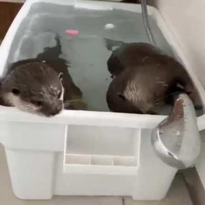 SAVAGE AND SELFISH TO HIS BROTHER