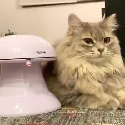 to get kitty to play with the toy