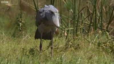 Despite a reputation for stupidity, the Shoebill is a masterful hunter