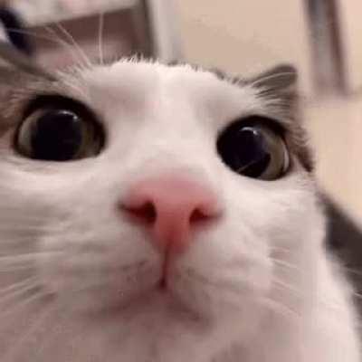 Any necoarc memes on ur phone?