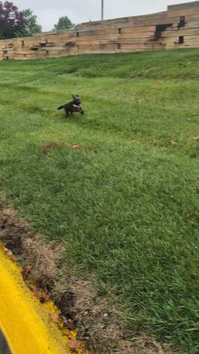 Cutie Girl running on our morning walk