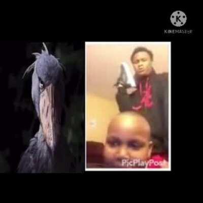 Guacamole sunpch bop