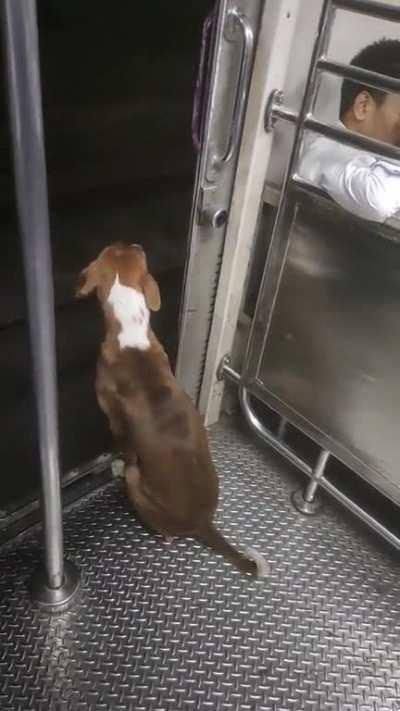 Saw this guy travelling like a BOSS