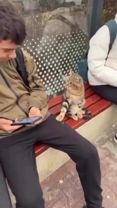 This cat made a new friend at the bus stop, had to test the vibes first! 😸