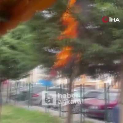 Ben bu kekolarin anasını sikeyim