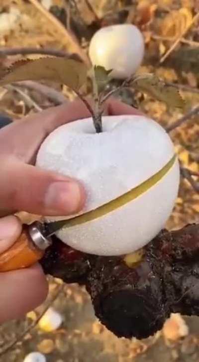 Those juniors wasting yang fruit when it should be eaten together with the yin fruit