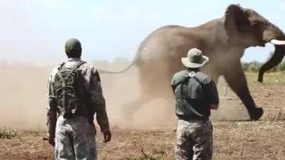 The proper response to an Elephant mock charge.