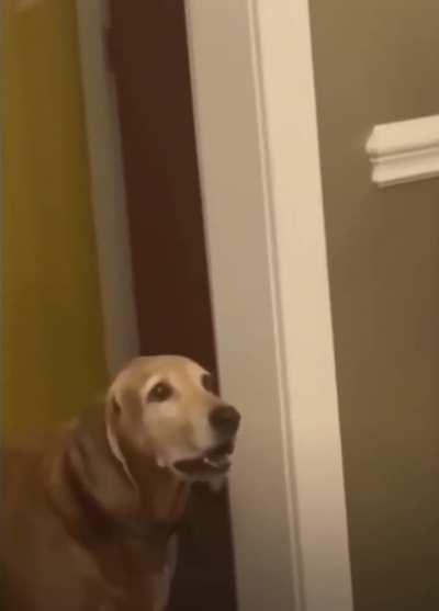 Dog is left speechless after talking back at dinner.