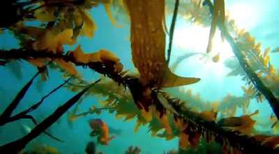 Below the fish, kelp and shimmering sun, Laguna Beach. GoPro 7 Black