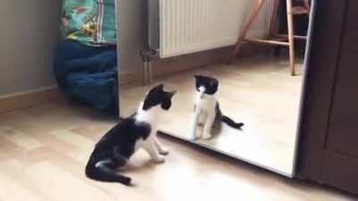 Funny Cat And mirror Video