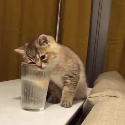 Catculating what is going on