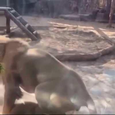 Showing everybody why he’s king of the jungle