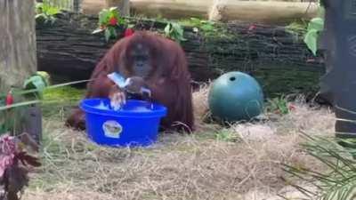 Orangutan imitating a human's washing method