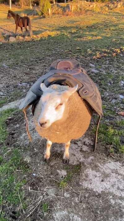 Pay’s reaction to Ben the sheep