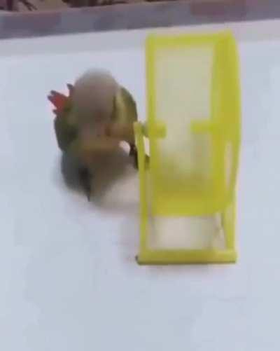 parrot has no mercy