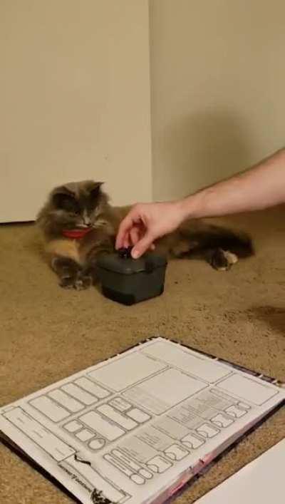 We're making our cat into a character, so of course it's only fair we let her roll her own stats.