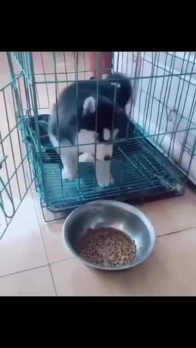 pOOR HUnGRy PUPpy iS TrappED, HE'S Going To StArve To dEAtH! 