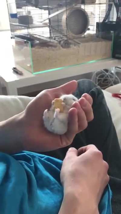 He loves eating his cookie