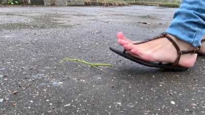 Crushing strange insect