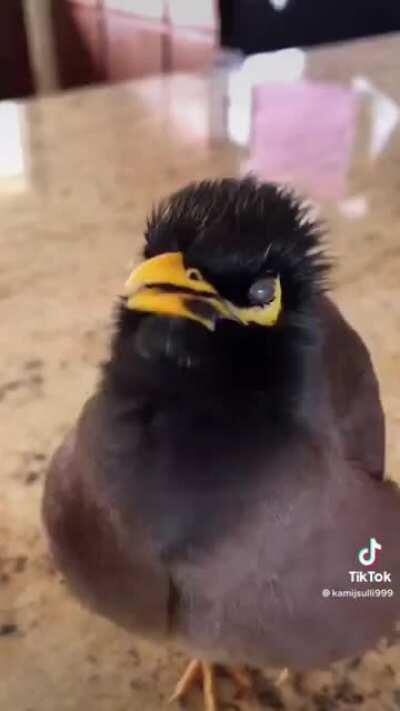 Stanley spent the pandemic practicing pick up lines. He’s getting his second vaccine shot Thursday. Watch out chicks, he’s ready for the single bars.