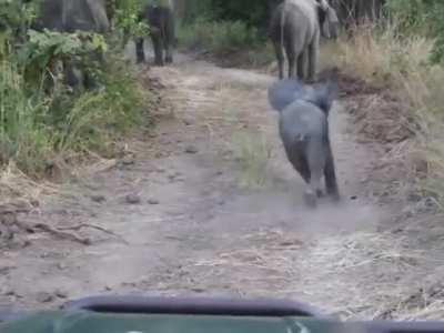 Baby Elephant charging a tour truck.