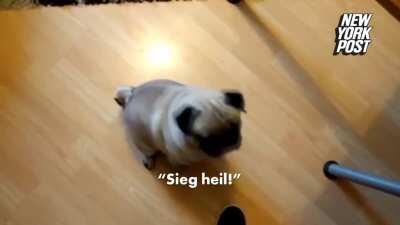 average Croatian pet