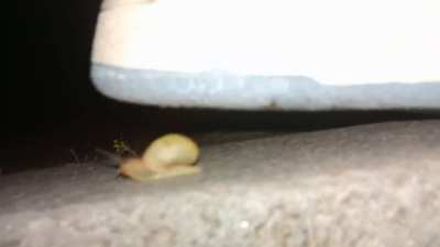 My favorite single snail crush of 2023