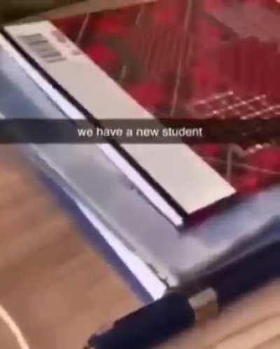 A new student