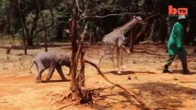 Orphans come in all shapes and sizes at the Sheldrick Wildlife Trust