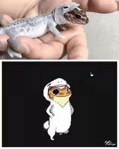 Gecko_irl
