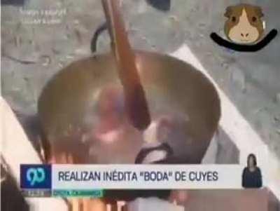 Pobres cuyes😔😔