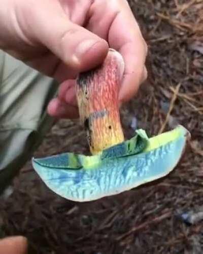 Oxidation at its best