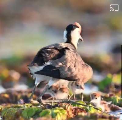 Dropping the kids off at school