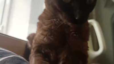 Cat has clear fluid dripping from nose (?)